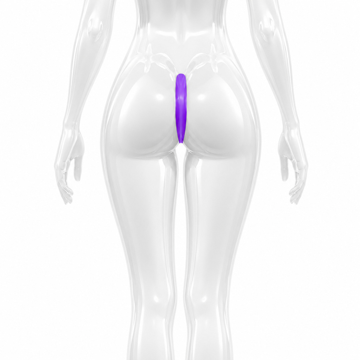 회음부